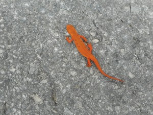 red eft on the move  to become a newt