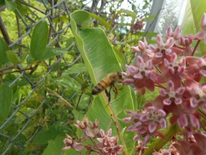 high humidity- poised at the milkweed a honeybee 