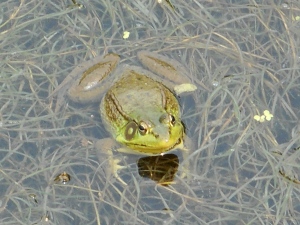 The old pond-  a frog jumps in, sound of water. - Basho