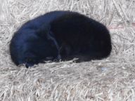 barn-cat-asleep-in-the-hay