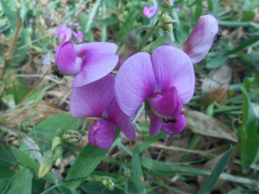 sweet-pea-blossom-with-ant