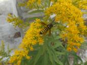 yellow-jacket-in-goldenrod