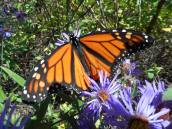 i-saw-several-more-monarchs-floating-on-the-cloudless-blue-sky-very-subtle-breezes-and-feeding-on-asters-here-is-one-i-followed-around-to-watch-it-feeding