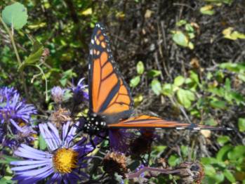 monarch-open-on-asters-10-5-15-h