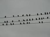 birds-on-a-line-taking-time-out-from-other-times