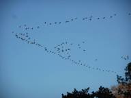 geese-against-a-blue-sky
