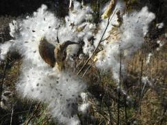 milkweed-seeds-ruffled-up-in-the-wind