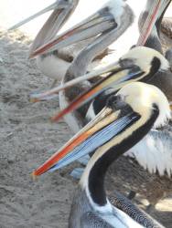 peru-pelicans