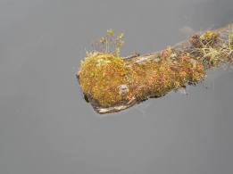 Adirondacks - A log afloat with moss and some small plants on an opaque pond surface under overcast yesterday morning .