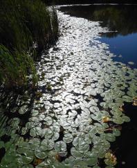 late summer... the trance of light on lily pads