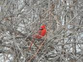 cardinal 3-19-17 old rr bed