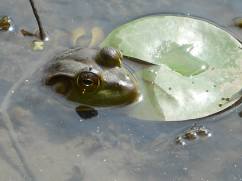 frog eyes looking back...