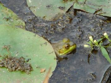 frog pond-