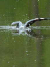 heron wading in a pool off Fall Creek in Stewart Park and saw it make attempt after attempt to catch fish and perhaps it was but I could not tell for sure... 5-30-17-